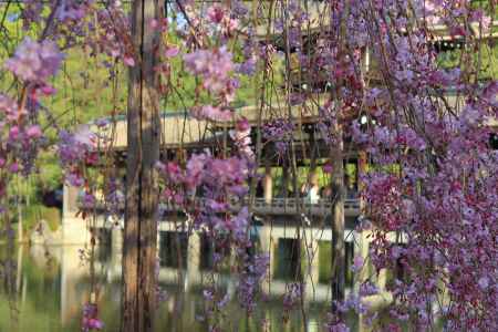 平安神宮神苑の桜