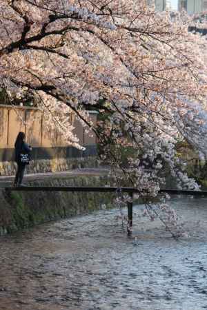 白川の桜