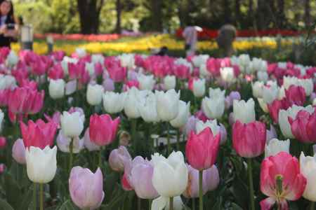 京都府立植物園　チューリップ