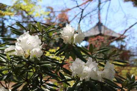 仁和寺の石楠花