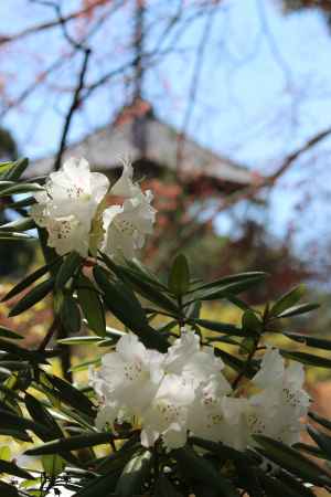 仁和寺の石楠花