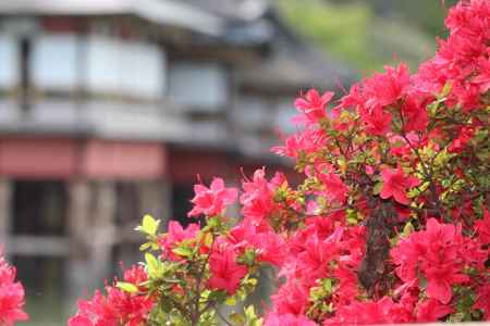 長岡天満宮のツツジ