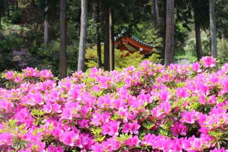 三室戸寺のつつじ1