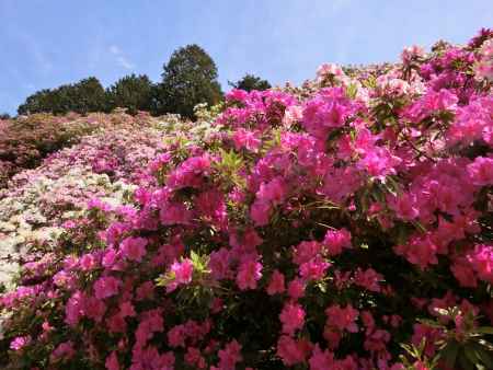 三室戸寺のつつじ5