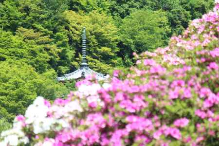 三室戸寺のつつじ6