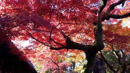 東福寺の紅葉2