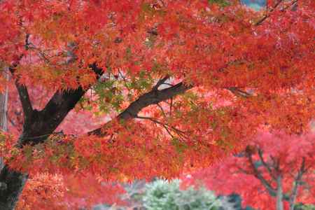宝厳院の紅葉