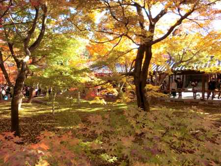 東福寺の紅葉