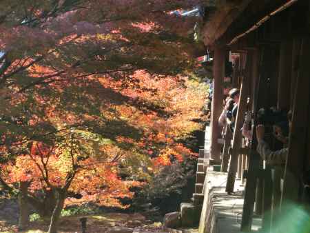 東福寺の紅葉2