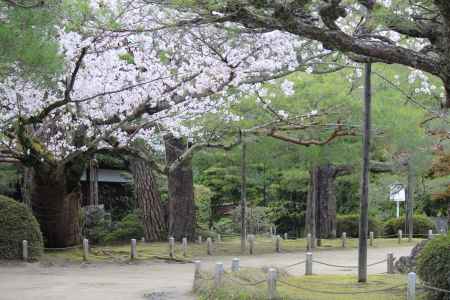 平安神宮神苑の桜1
