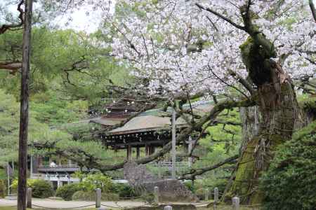 平安神宮神苑の桜2