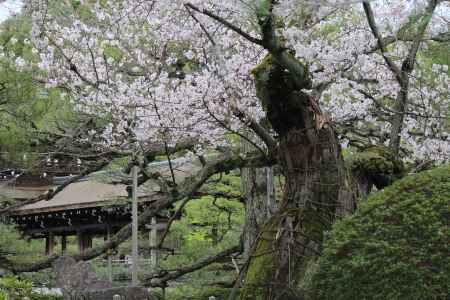 平安神宮神苑の桜3