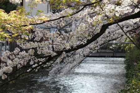 白川沿いの桜