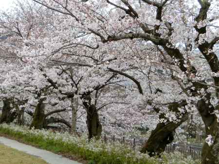 岡崎公園京セラ美術館の桜2