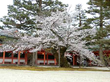 平安神宮の桜1