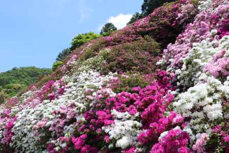 三室戸寺つつじ3