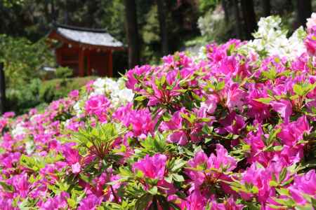 三室戸寺つつじ6