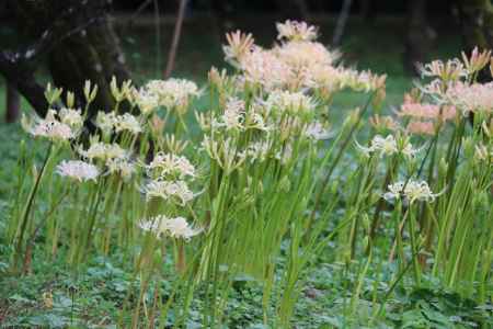 京都植物園　白い曼珠沙華