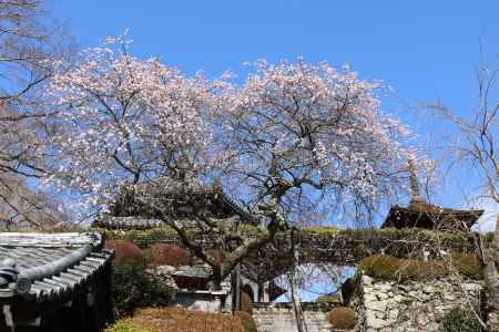 善峯寺の梅