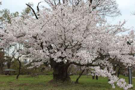 京都府立植物園春の花　桜