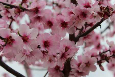 京都府立植物園春の花　ハナモモ