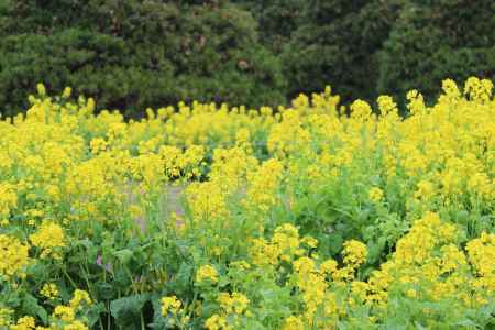 京都府立植物園春の花　菜の花