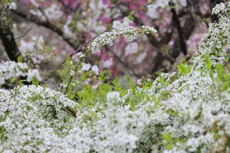 京都府立植物園春の花　ゆきやなぎ2