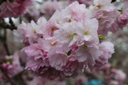 醍醐寺の桜