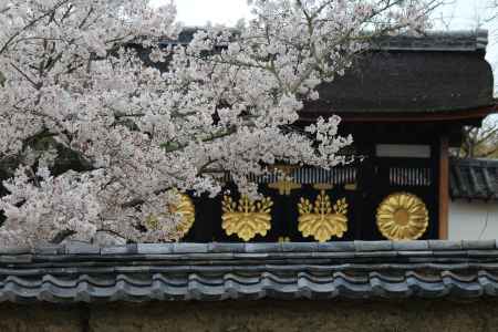 醍醐寺の桜