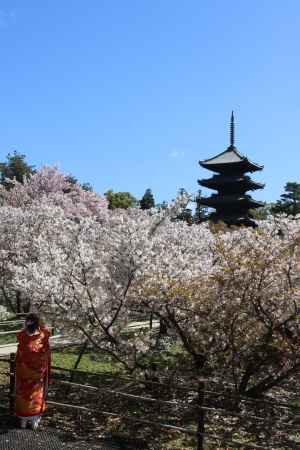 御室桜