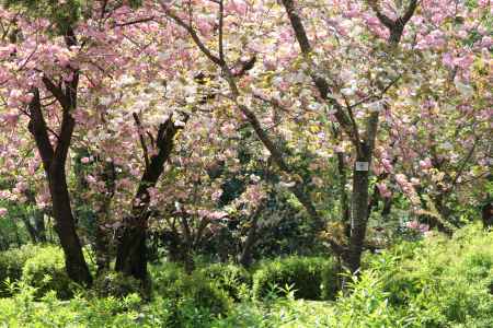 京都府立植物園春の花2