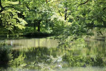 京都府立植物園新緑2