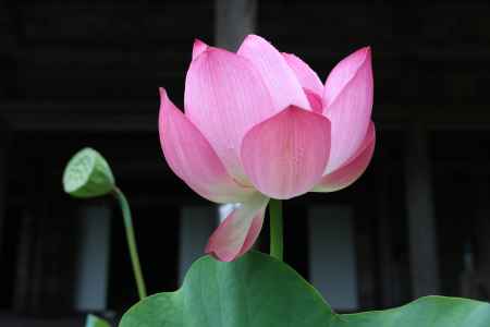 大原　勝林院の蓮の花