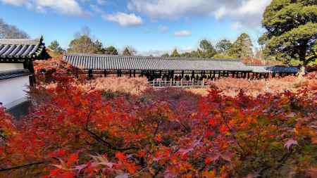 東福寺　紅葉