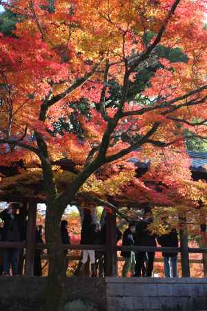 東福寺　紅葉