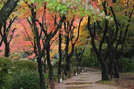 京都府立植物園　紅葉