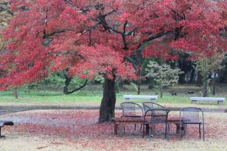 京都府立植物園　紅葉3