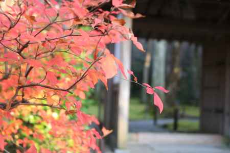 大原三千院　紅葉