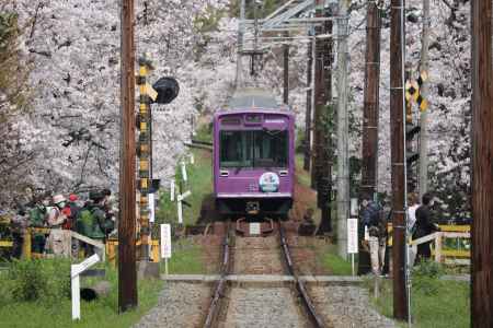 嵐電桜のトンネル