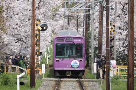 嵐電桜のトンネル3