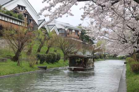 伏見十国船と桜2