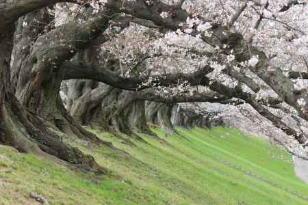 八幡市背割り堤桜