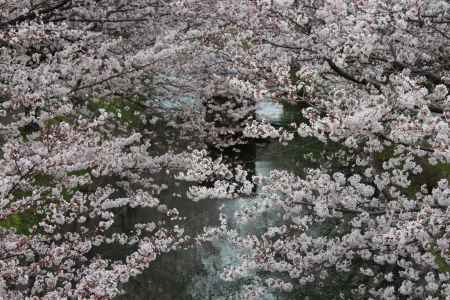 伏見十石舟と桜