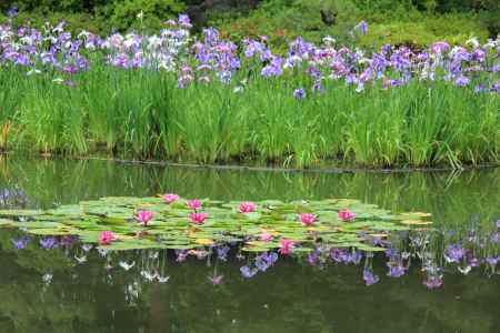 平安神宮　神苑　花菖蒲