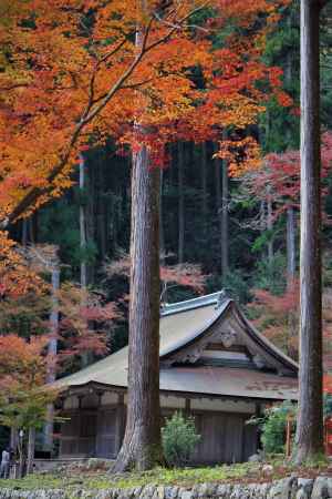 高山寺　金堂の紅葉1