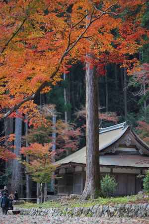 高山寺　金堂の紅葉2