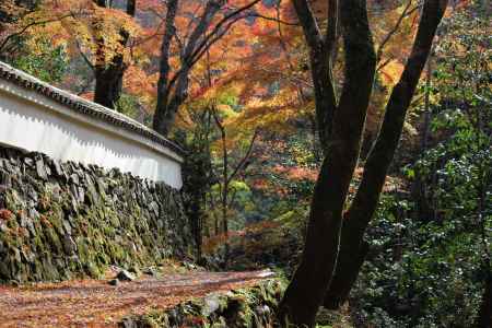 高山寺　石水院の紅葉11