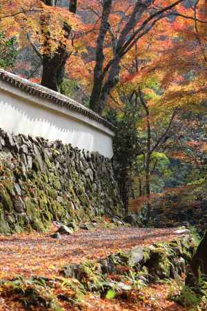 高山寺　石水院の紅葉12