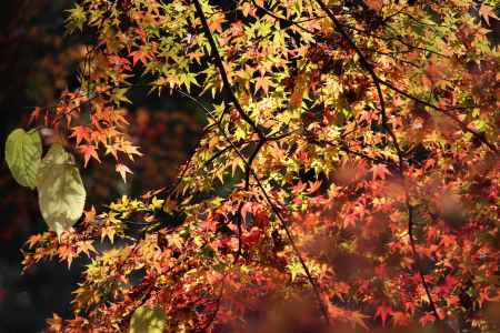 高山寺　石水院の紅葉14