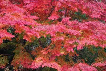 高山寺　石水院の紅葉15